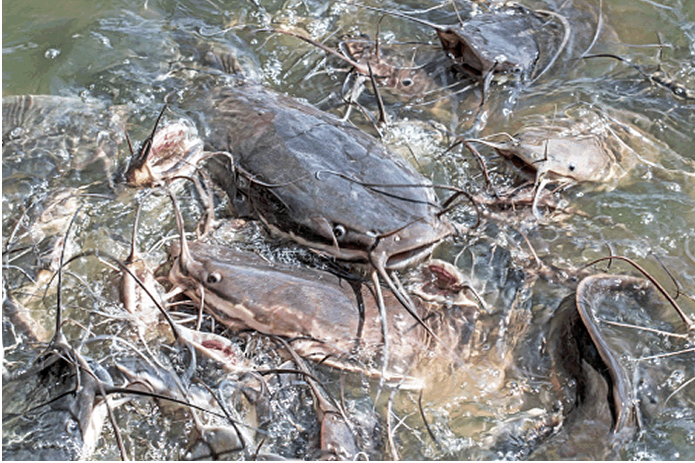 catfish farming