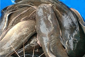 catfish farming