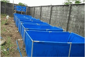catfish farming