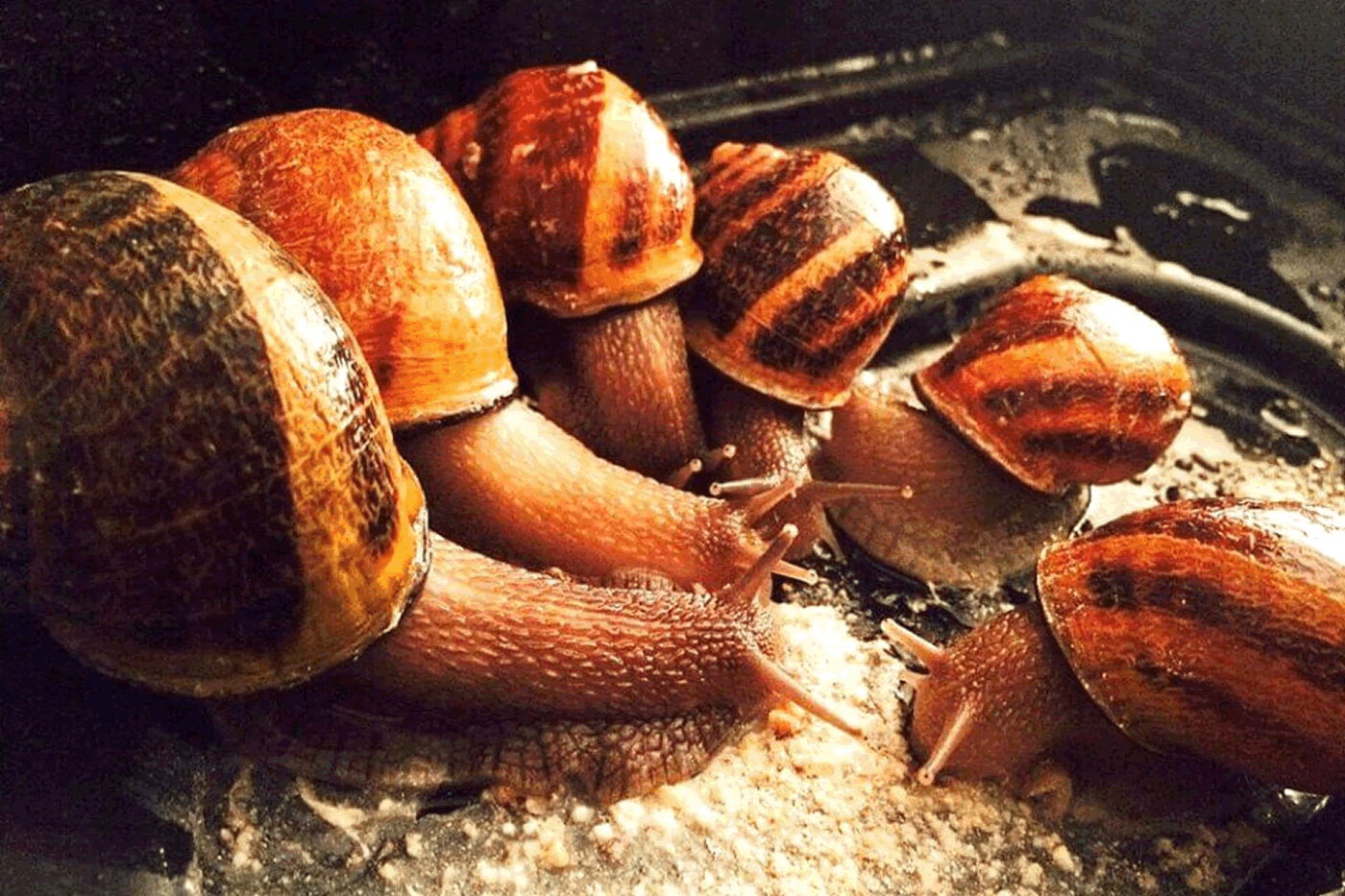 snail farming