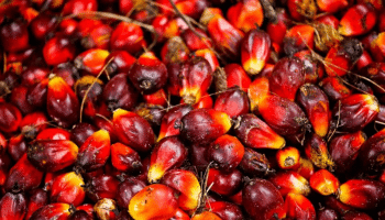 Palm oil Storage Business