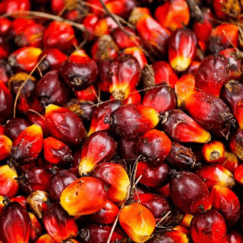 Palm oil Storage Business