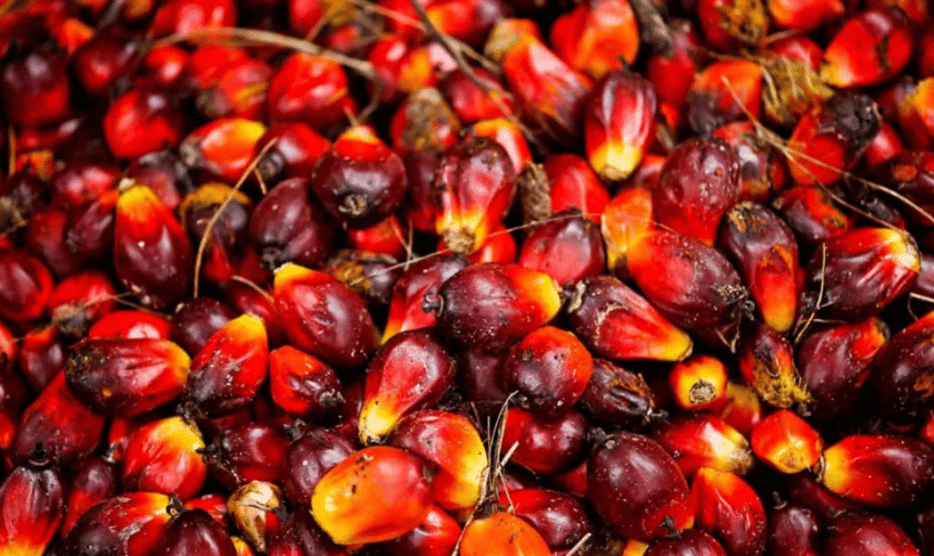 Palm oil Storage Business