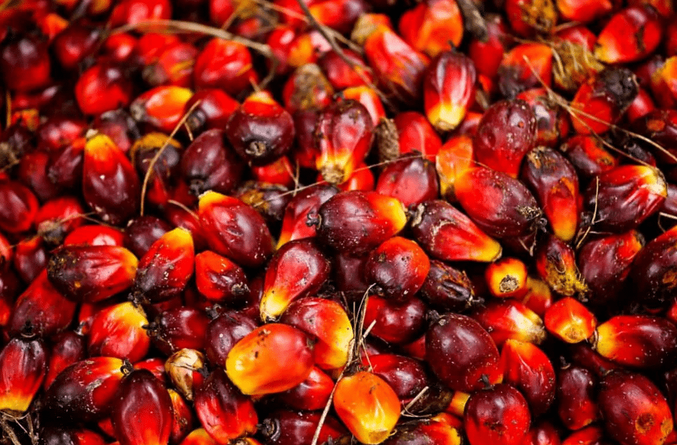 Palm oil Storage Business