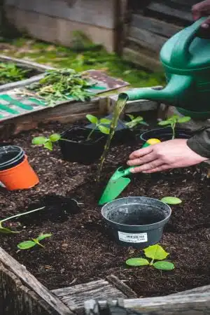 Backyard farming