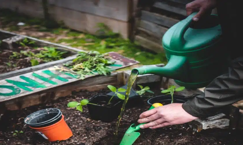 Backyard farming