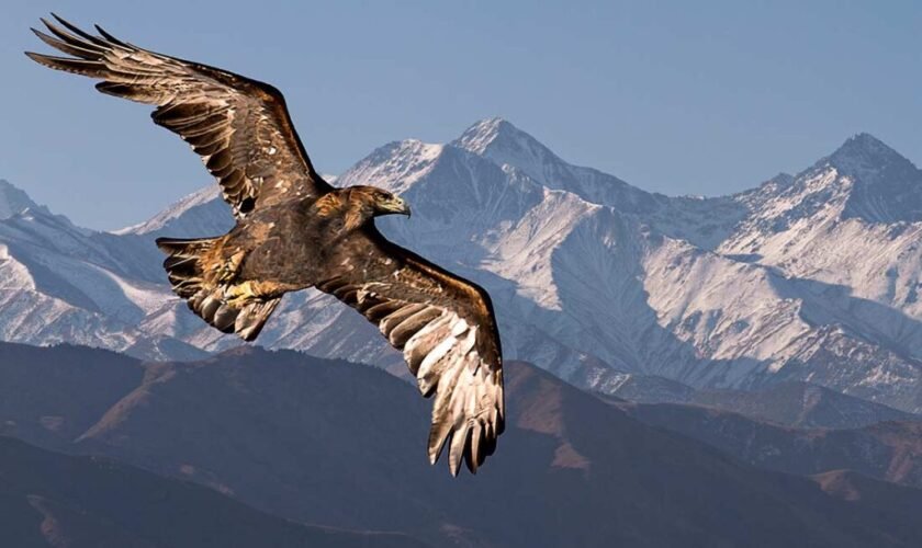 Conservation Nation Grant Program