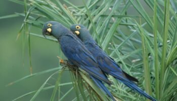 Stiftung Artenschutz Grant