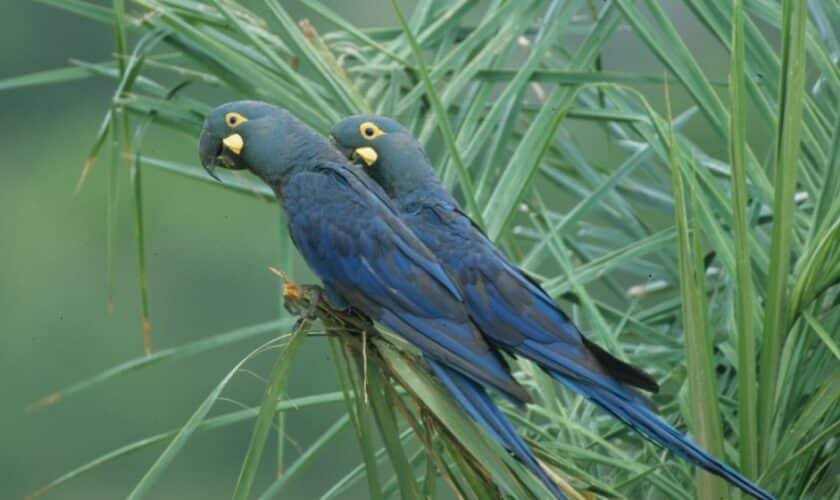 Stiftung Artenschutz Grant