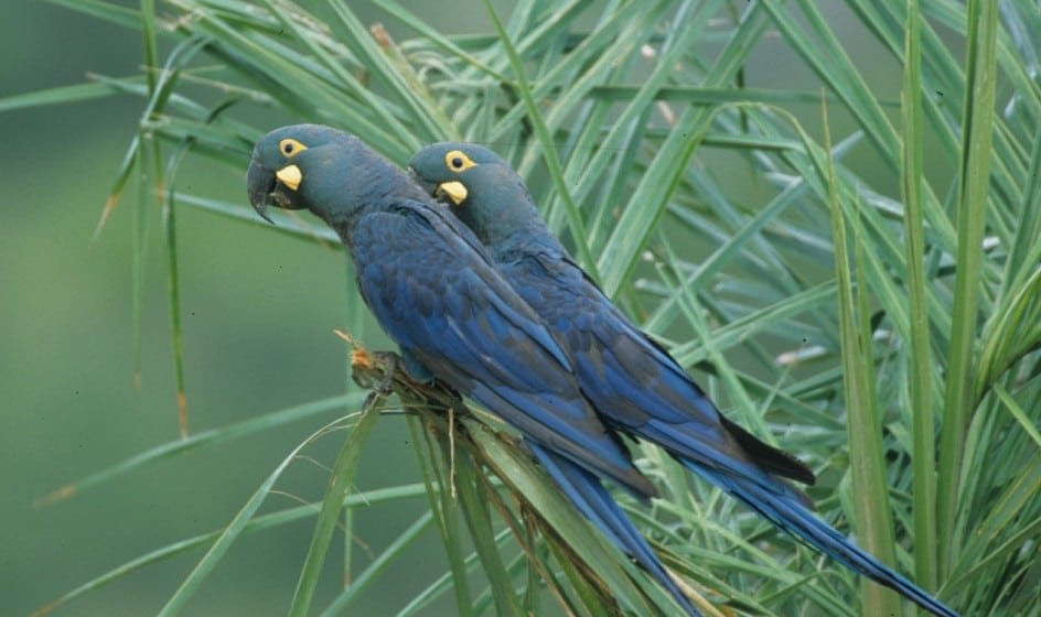 Stiftung Artenschutz Grant