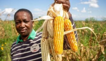 AGRA RE-GAIN Programme