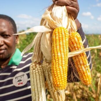 AGRA RE-GAIN Programme