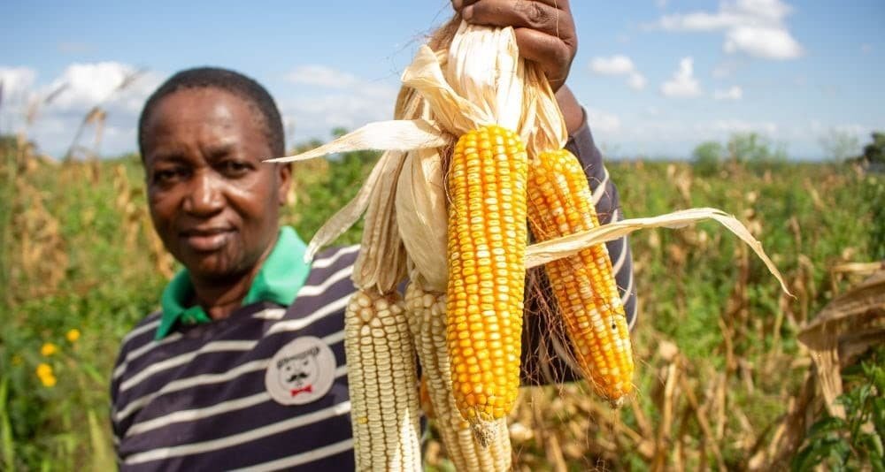 AGRA RE-GAIN Programme