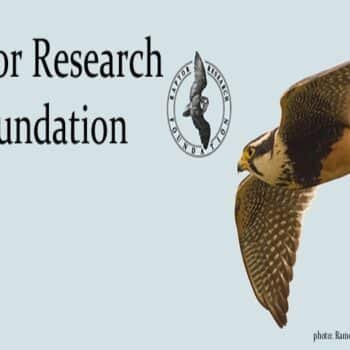 Leslie Brown Research Grant