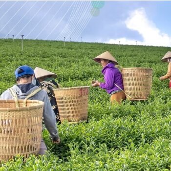 M4D Open Innovation Challenge